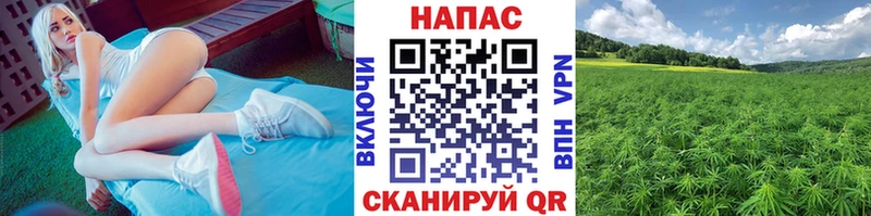 Канабис конопля Краснодар